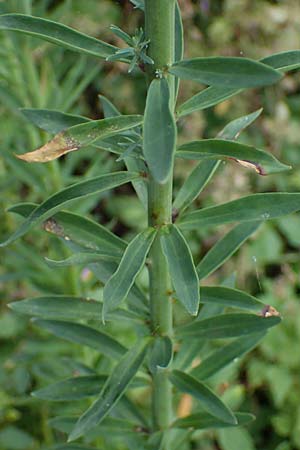Linaria purpurea \ Purpurrotes Leinkraut / Purple Toadflax, D Ladenburg 30.9.2021