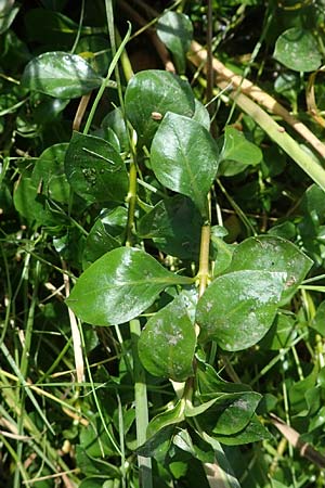 Ludwigia palustris \ Sumpf-Heusenkraut / Hampshire Purslane, D Zell am Harmersbach 1.10.2021