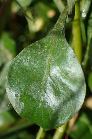 Ludwigia palustris \ Sumpf-Heusenkraut / Hampshire Purslane, D Zell am Harmersbach 1.10.2021
