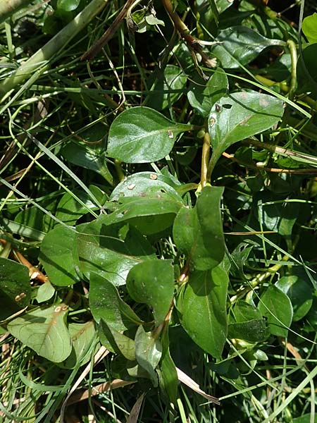 Ludwigia palustris \ Sumpf-Heusenkraut / Hampshire Purslane, D Zell am Harmersbach 1.10.2021