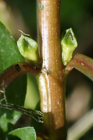 Ludwigia palustris \ Sumpf-Heusenkraut / Hampshire Purslane, D Zell am Harmersbach 1.10.2021