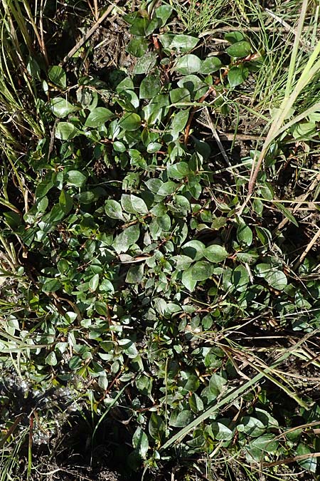 Ludwigia palustris \ Sumpf-Heusenkraut / Hampshire Purslane, D Zell am Harmersbach 1.10.2021