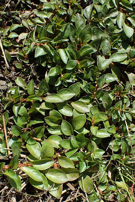 Ludwigia palustris \ Sumpf-Heusenkraut / Hampshire Purslane, D Zell am Harmersbach 1.10.2021