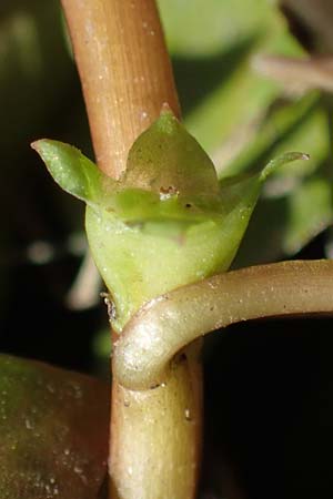 Ludwigia palustris \ Sumpf-Heusenkraut / Hampshire Purslane, D Zell am Harmersbach 1.10.2021