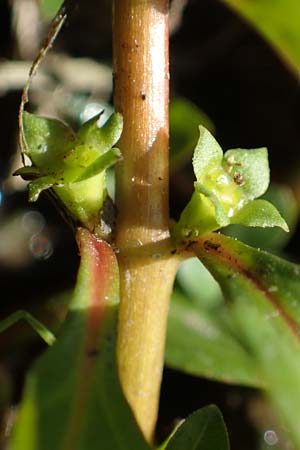 Ludwigia palustris \ Sumpf-Heusenkraut / Hampshire Purslane, D Zell am Harmersbach 1.10.2021