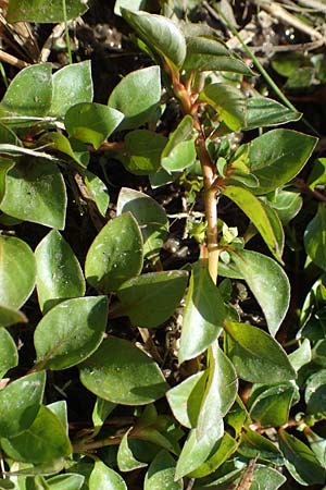 Ludwigia palustris \ Sumpf-Heusenkraut / Hampshire Purslane, D Zell am Harmersbach 1.10.2021