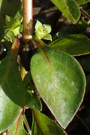 Ludwigia palustris \ Sumpf-Heusenkraut / Hampshire Purslane, D Zell am Harmersbach 1.10.2021