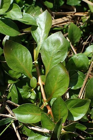 Ludwigia palustris \ Sumpf-Heusenkraut / Hampshire Purslane, D Zell am Harmersbach 1.10.2021
