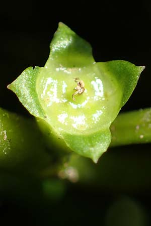 Ludwigia palustris \ Sumpf-Heusenkraut / Hampshire Purslane, D Zell am Harmersbach 1.10.2021