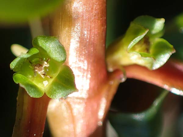 Ludwigia palustris \ Sumpf-Heusenkraut / Hampshire Purslane, D Zell am Harmersbach 1.10.2021
