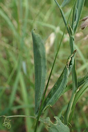Lathyrus palustris \ Sumpf-Platterbse / Marsh Pea, D Thüringen, Sondershausen 8.6.2022