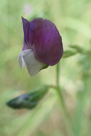 Lathyrus palustris \ Sumpf-Platterbse / Marsh Pea, D Thüringen, Sondershausen 8.6.2022