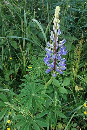 Lupinus polyphyllus \ Vielblttrige Lupine / Garden Lupin, D Rhön, Heidelstein 20.6.2023