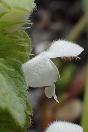 Lamium purpureum \ Rote Taubnessel / Red Dead-Nettle, D Mannheim 1.4.2026