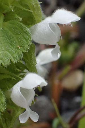 Lamium purpureum \ Rote Taubnessel / Red Dead-Nettle, D Mannheim 1.4.2026
