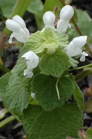 Lamium purpureum \ Rote Taubnessel / Red Dead-Nettle, D Mannheim 1.4.2026