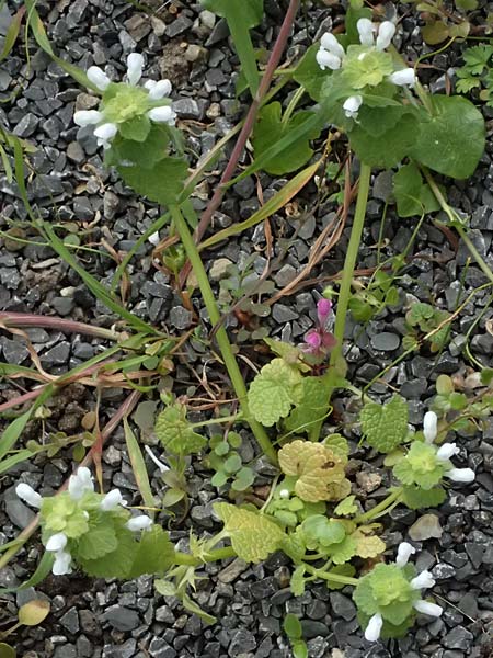 Lamium purpureum \ Rote Taubnessel / Red Dead-Nettle, D Mannheim 1.4.2026