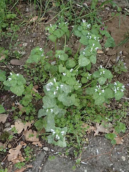 Lamium purpureum \ Rote Taubnessel / Red Dead-Nettle, D Mannheim 1.4.2026