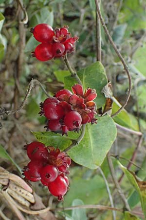 Lonicera periclymenum \ Wald-Gei�blatt / Honeysuckle, D Olpe 2.9.2026