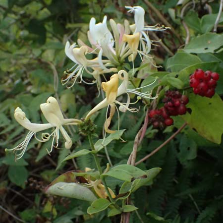 Lonicera periclymenum \ Wald-Gei�blatt / Honeysuckle, D Olpe 2.9.2026