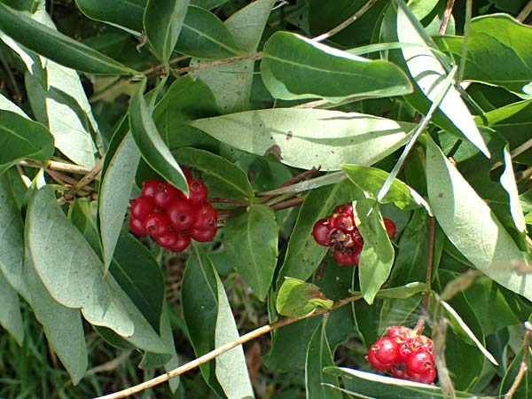 Lonicera periclymenum \ Wald-Gei�blatt / Honeysuckle, D Olpe 2.9.2026