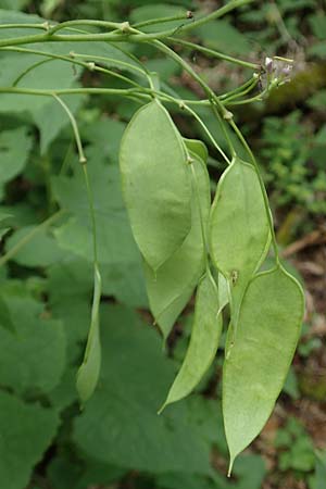 Lunaria rediviva \ Wildes Silberblatt, Wilde Mondviole / Perennial Honesty, D Simmerath-Erkensruhr 9.6.2020