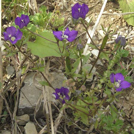Legousia speculum-veneris \ Gewhnlicher Frauenspiegel, Venusspiegel / Large Venus' Looking-Glass, D Hardheim 7.7.2007