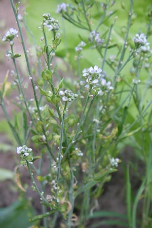 Lepidium sativum \ Garten-Kresse / Garden Cress, D Weinheim an der Bergstraße 25.7.2008