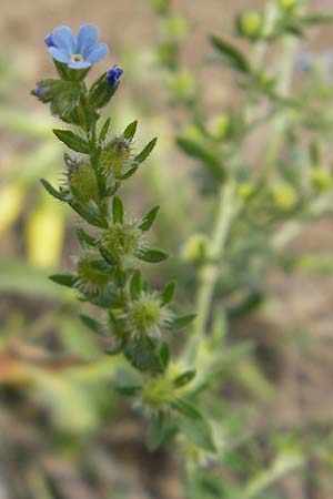 Lappula squarrosa \ Stechender Igelsame / Bur Forget-me-not, European Stickseed, D Botan. Gar.  Universit.  Mainz 11.7.2009