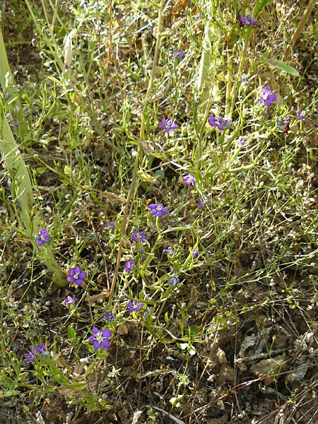 Legousia speculum-veneris \ Gewhnlicher Frauenspiegel, Venusspiegel / Large Venus' Looking-Glass, D Mühlacker-Großglattbach 6.7.2015