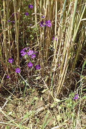 Legousia speculum-veneris \ Gewhnlicher Frauenspiegel, Venusspiegel / Large Venus' Looking-Glass, D Mühlacker-Großglattbach 26.6.2016