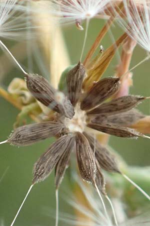 Lactuca serriola \ Kompass-Lattich, Wilder Lattich / Prickly Lettuce, D Lützelbach 17.9.2016
