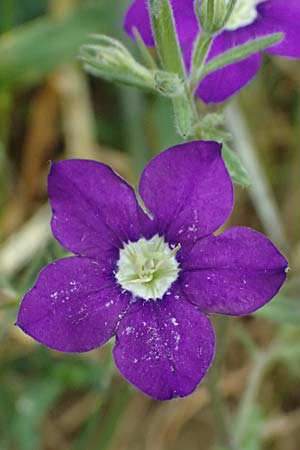 Legousia speculum-veneris \ Gewhnlicher Frauenspiegel, Venusspiegel / Large Venus' Looking-Glass, D Wiesloch 3.6.2025
