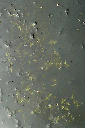 Lemna trisulca \ Dreifurchige Wasserlinse / Ivy-Leaved Duckweed, D Eisenberg 2.8.2008