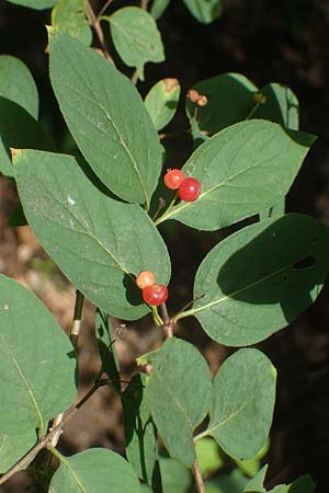 Lonicera tatarica \ Tataren-Heckenkirsche / Tatarian Honeysuckle, D Mannheim 16.7.2021
