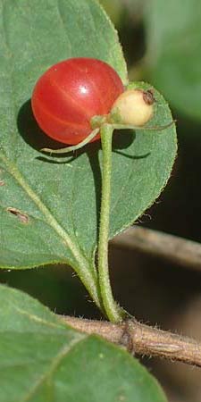Lonicera tatarica \ Tataren-Heckenkirsche / Tatarian Honeysuckle, D Mannheim 16.7.2021