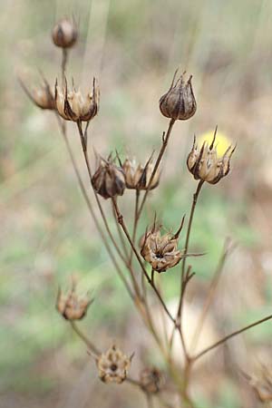 Linum tenuifolium \ Schmalblttriger Lein / Narrow-Leaved Flax, D Grünstadt-Asselheim 26.8.2021