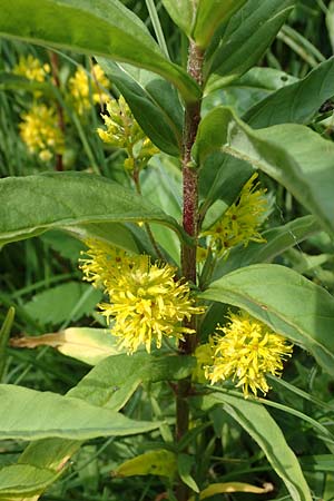 Lysimachia thyrsiflora \ Straubltiger Gilb-Weiderich / Tufted Loosestrife, D Rhön, Schwarzes Moor 20.6.2023
