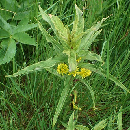 Lysimachia thyrsiflora \ Straubltiger Gilb-Weiderich / Tufted Loosestrife, D Rhön, Schwarzes Moor 20.6.2023