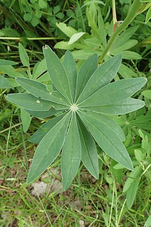 Lupinus polyphyllus \ Vielblttrige Lupine / Garden Lupin, D Sundern 14.6.2019