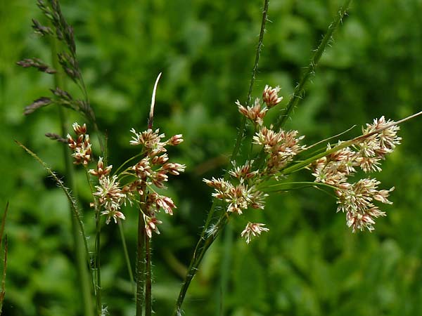 Luzula luzuloides subsp. cuprina \ Weiliche Hainsimse / White Wood-Rush, D Schwarzwald/Black-Forest, Feldberg 27.6.2015 (Photo: Ursula Schiebold)