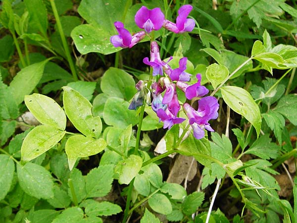 Lathyrus vernus \ Frhlings-Platterbse / Spring Pea, D Nüdlingen 9.5.2015
