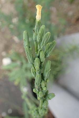 Lactuca virosa \ Gift-Lattich / Great Lettuce, D Kehl 22.5.2020