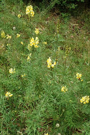 Linaria vulgaris \ Gewhnliches Leinkraut / Common Toadflax, D Hunsrück, Börfink 18.7.2020