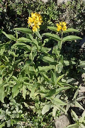 Lysimachia vulgaris \ Gilb-Weiderich / Yellow Loosestrife, D Sachsen-Anhalt, Havelberg 18.9.2020