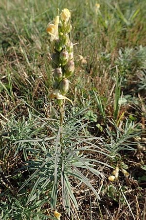 Linaria vulgaris \ Gewhnliches Leinkraut / Common Toadflax, D Sachsen-Anhalt, Jerichow 22.9.2020