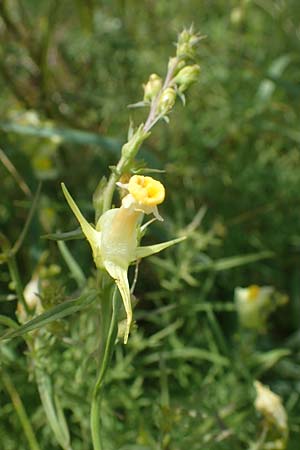 Linaria vulgaris \ Gewhnliches Leinkraut / Common Toadflax, D Weisenheim am Sand 26.8.2021