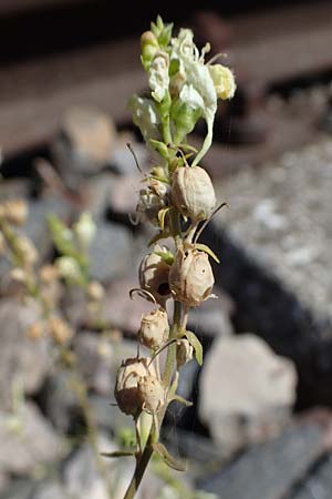 Linaria vulgaris \ Gewhnliches Leinkraut / Common Toadflax, D Mannheim 13.8.2022