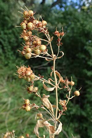 Lysimachia vulgaris \ Gilb-Weiderich / Yellow Loosestrife, D Altrip 6.8.2026