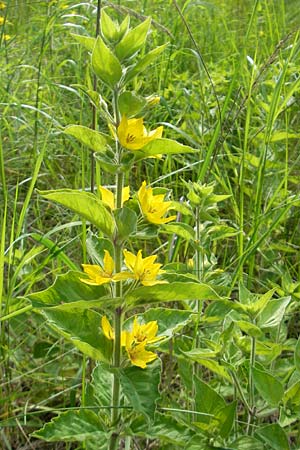 Lysimachia vulgaris \ Gilb-Weiderich / Yellow Loosestrife, D Waghäusel 7.6.2010